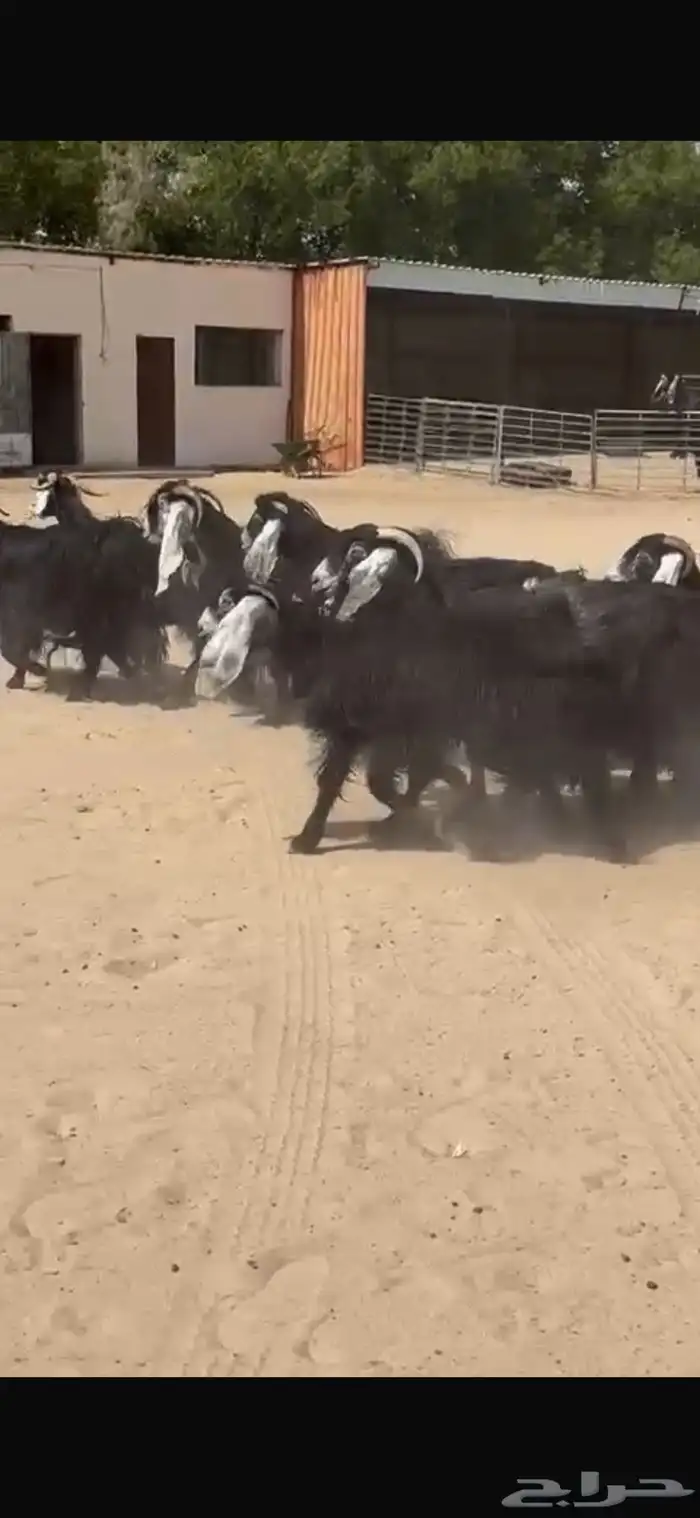 معزا عوارض فاخره 5