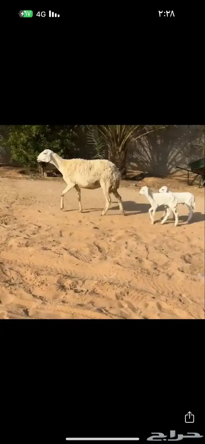 شاه حريه متوم ( تم البيع ) 0