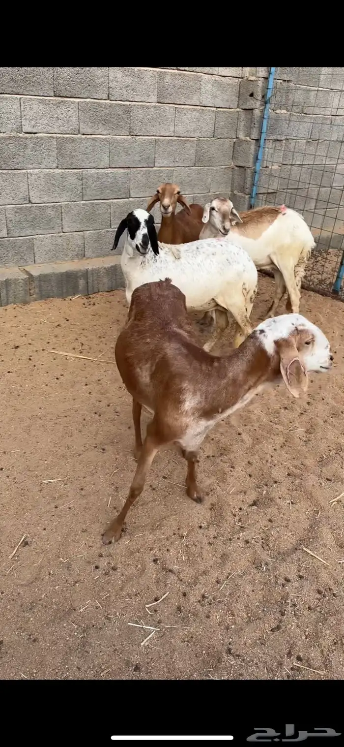 غنم سواكن مقيمه 3