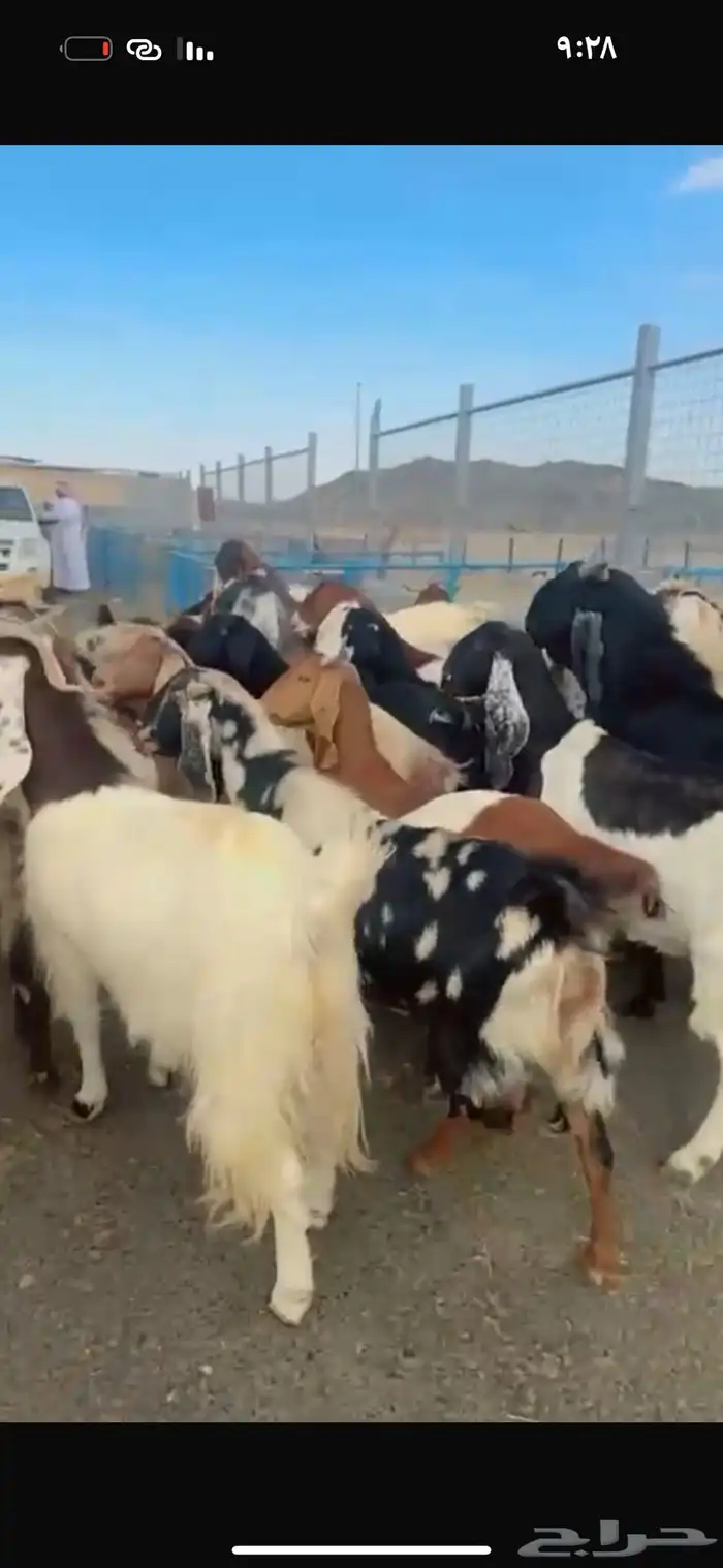معزا هجين فاخره من اجبر الحلال 28 رأس دفيع 3