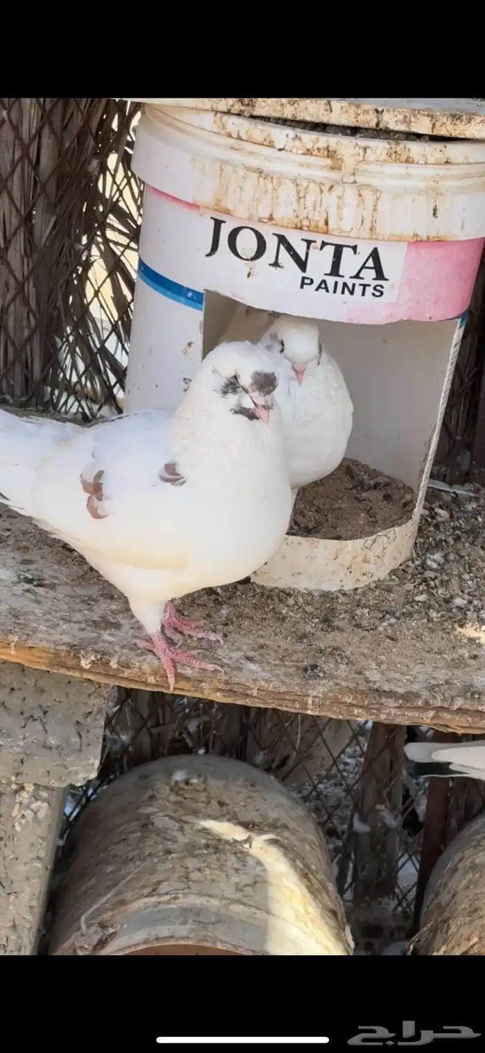 جوز حمام كنق 0