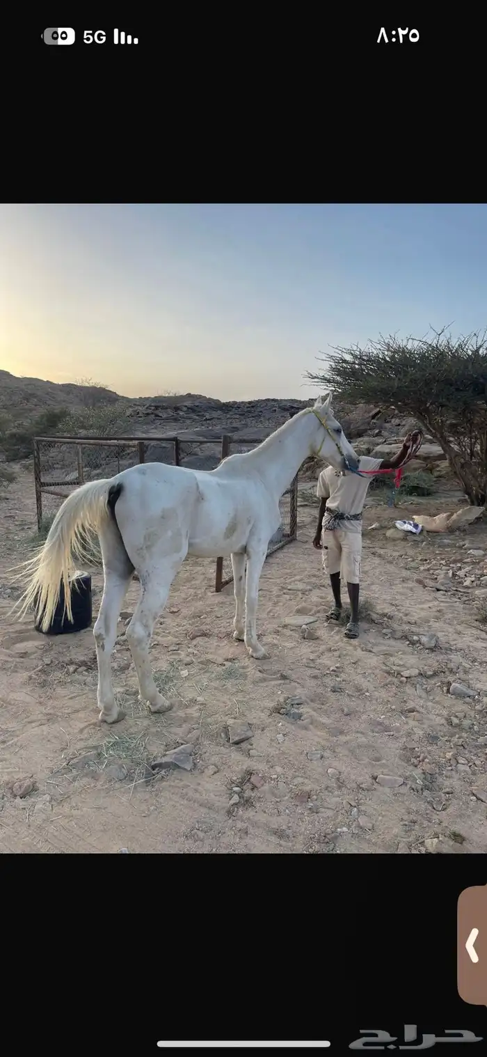 خيل شعبي كفو 0