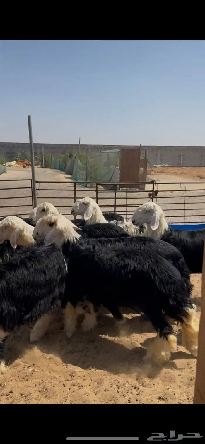 ذبايح نجدي فل نظاف 2