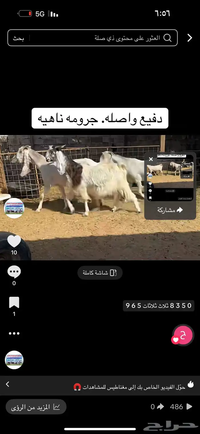 عرض بيع معز دفيع واصل 1