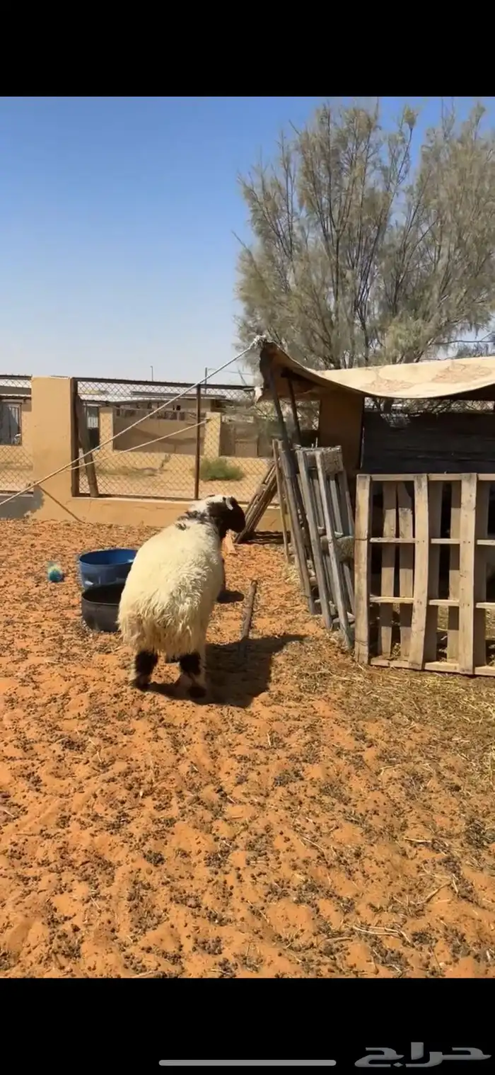 خروف نعيمي 4