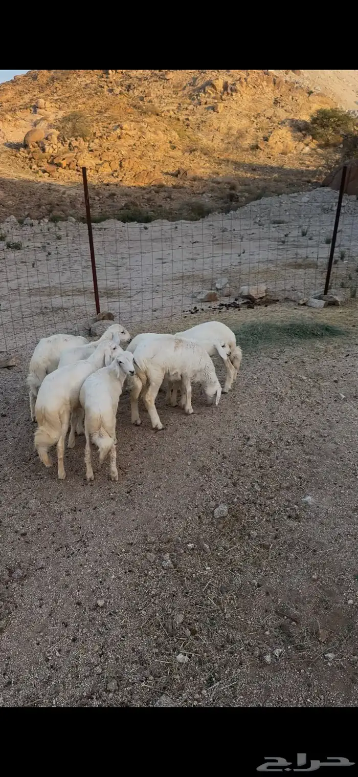 بهم ربو 0