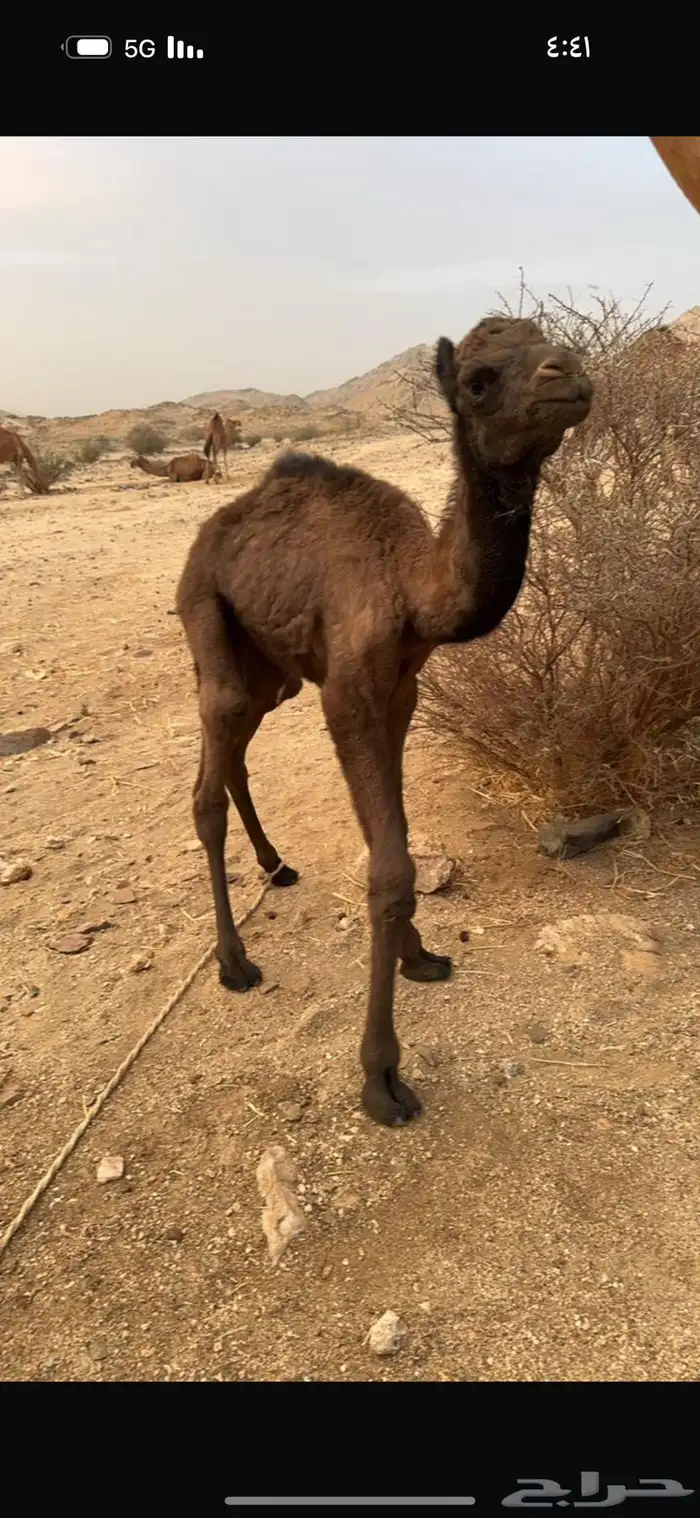 حوار ضيار للبيع 0