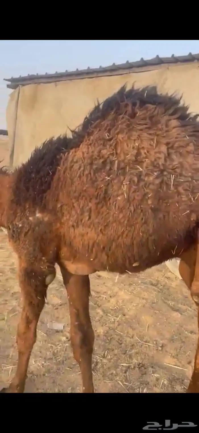 حاشي طيب وسمين لباني 2