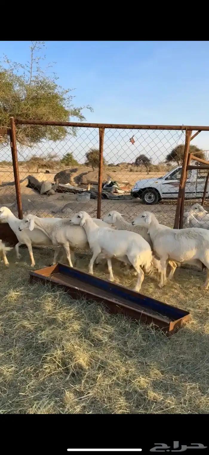 غنم دفع 3