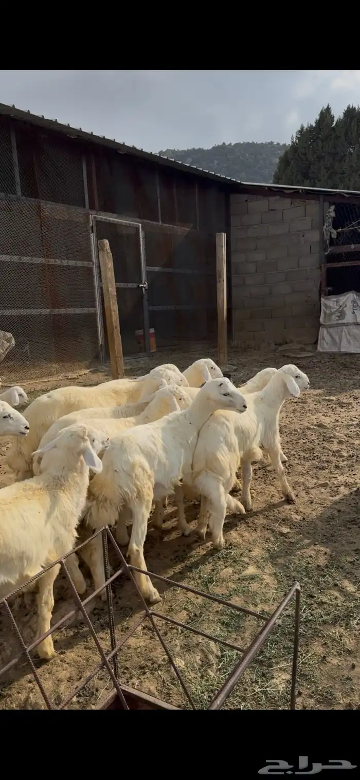 طليان بهم للبيع شمال النماص 1