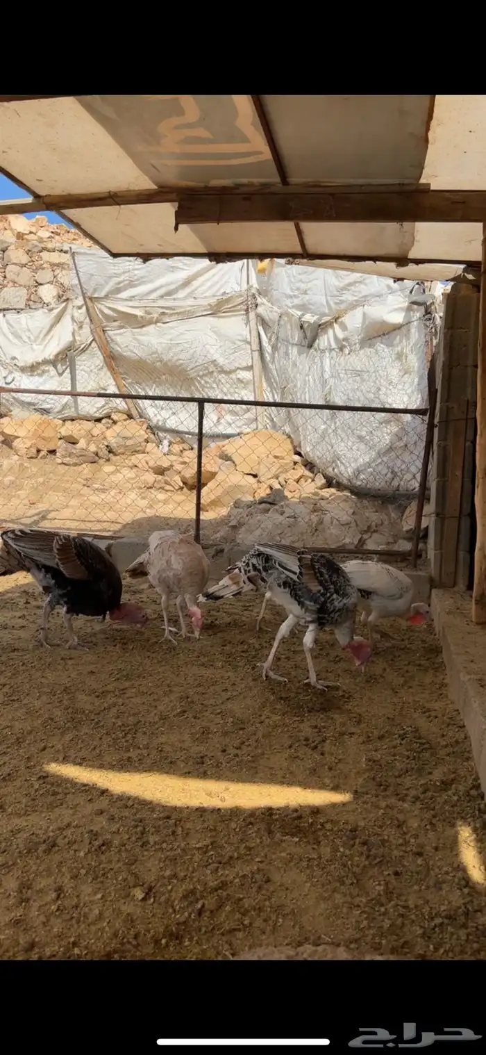 دجاج رومي 1