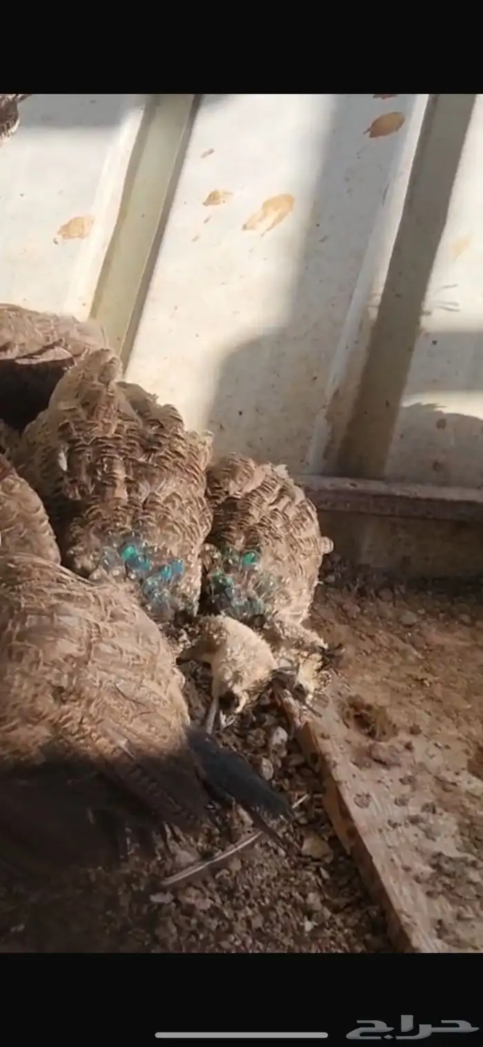 طاووس طاوؤس ازرق 4