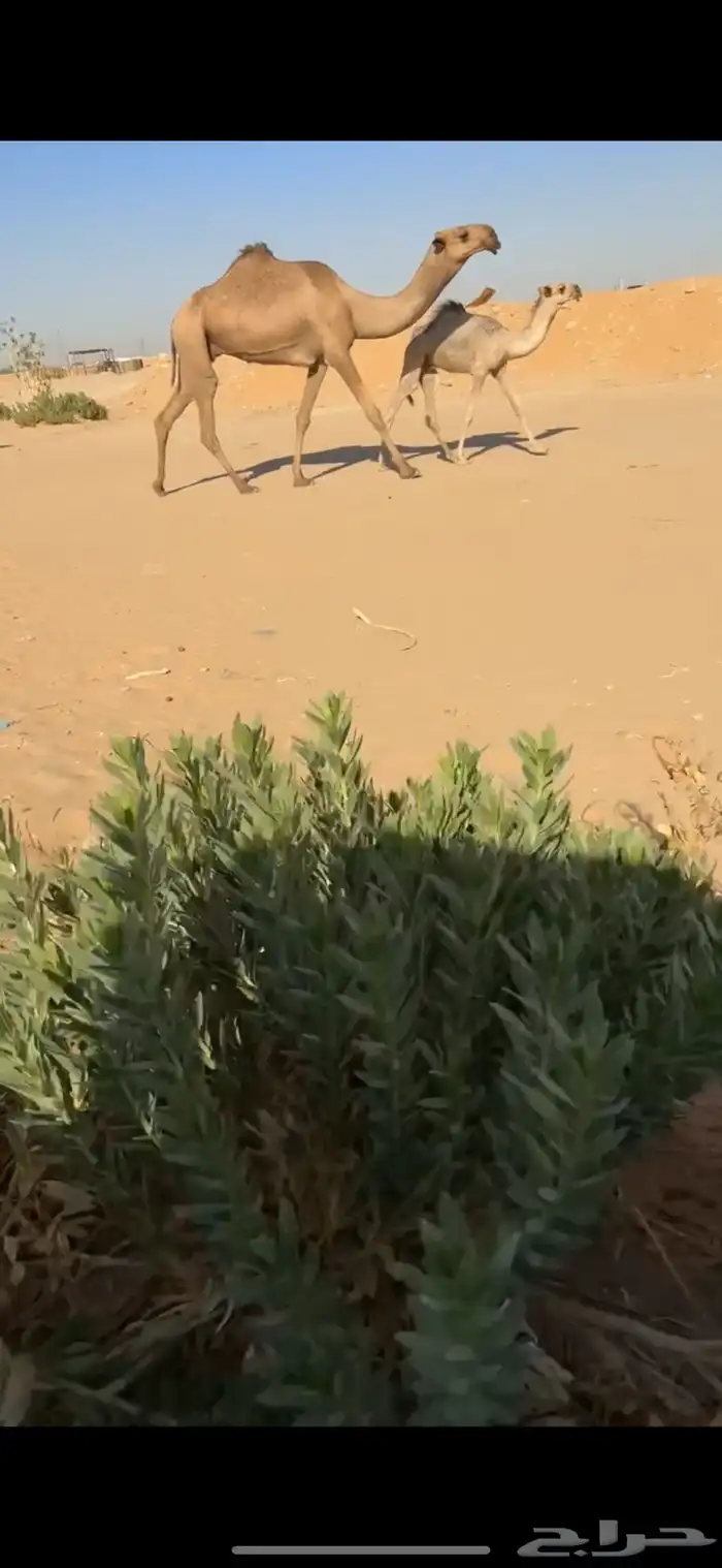 عشرا بكر طيبه بالحيل 0