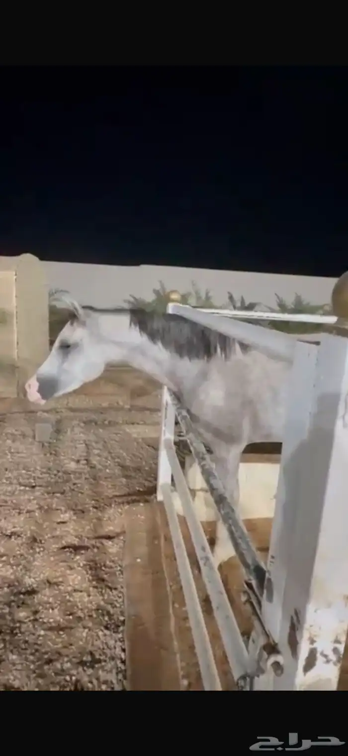 للبيع فرس و مهرتها 2