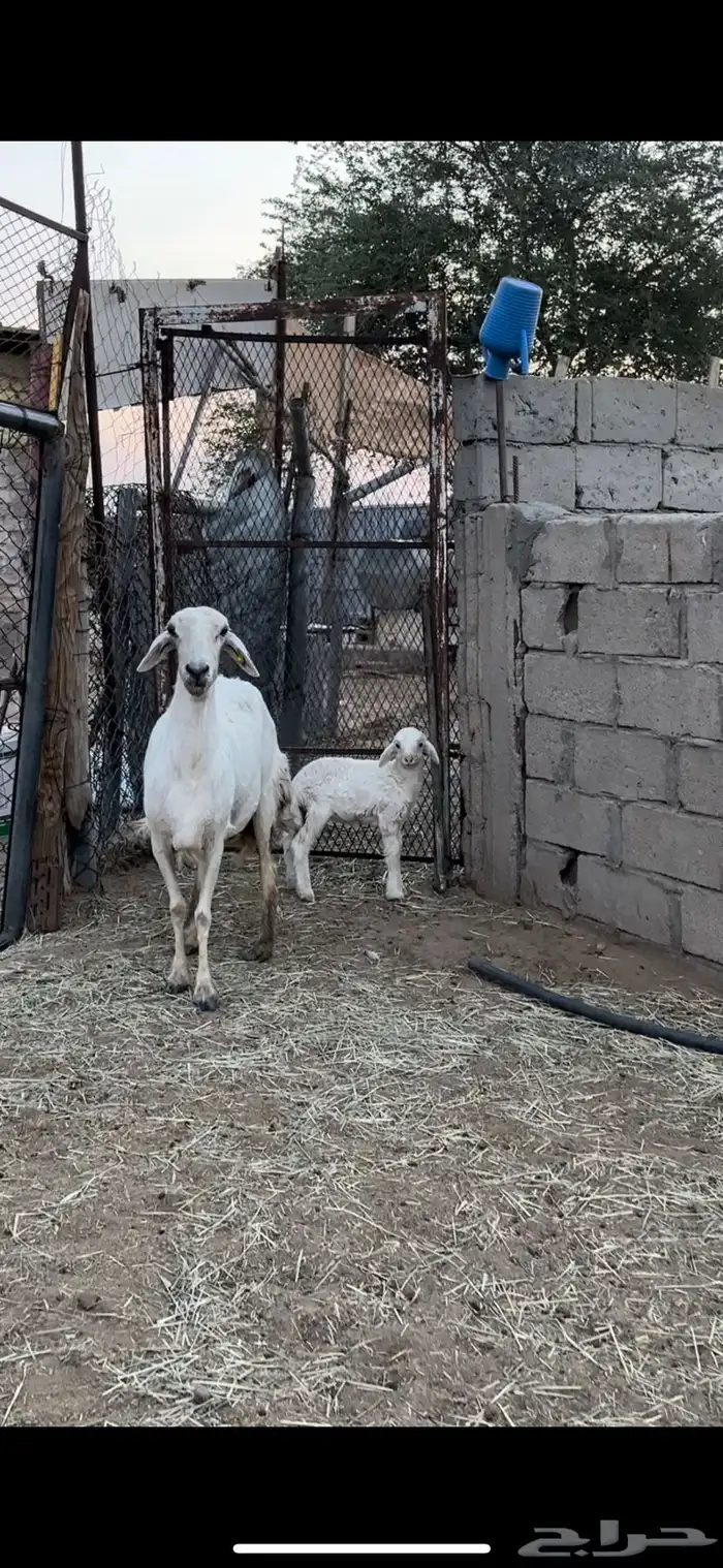 حريه صنف 0