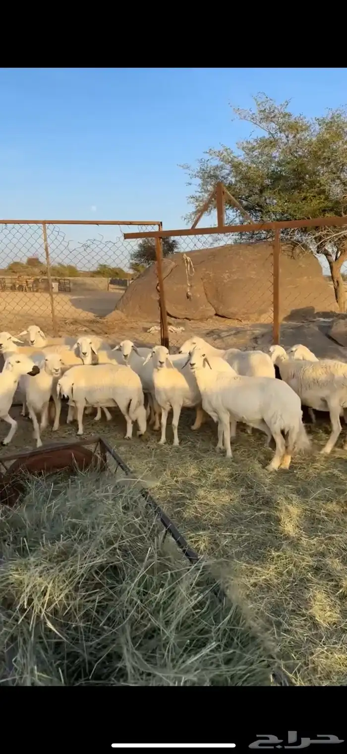 غنم دفع 1