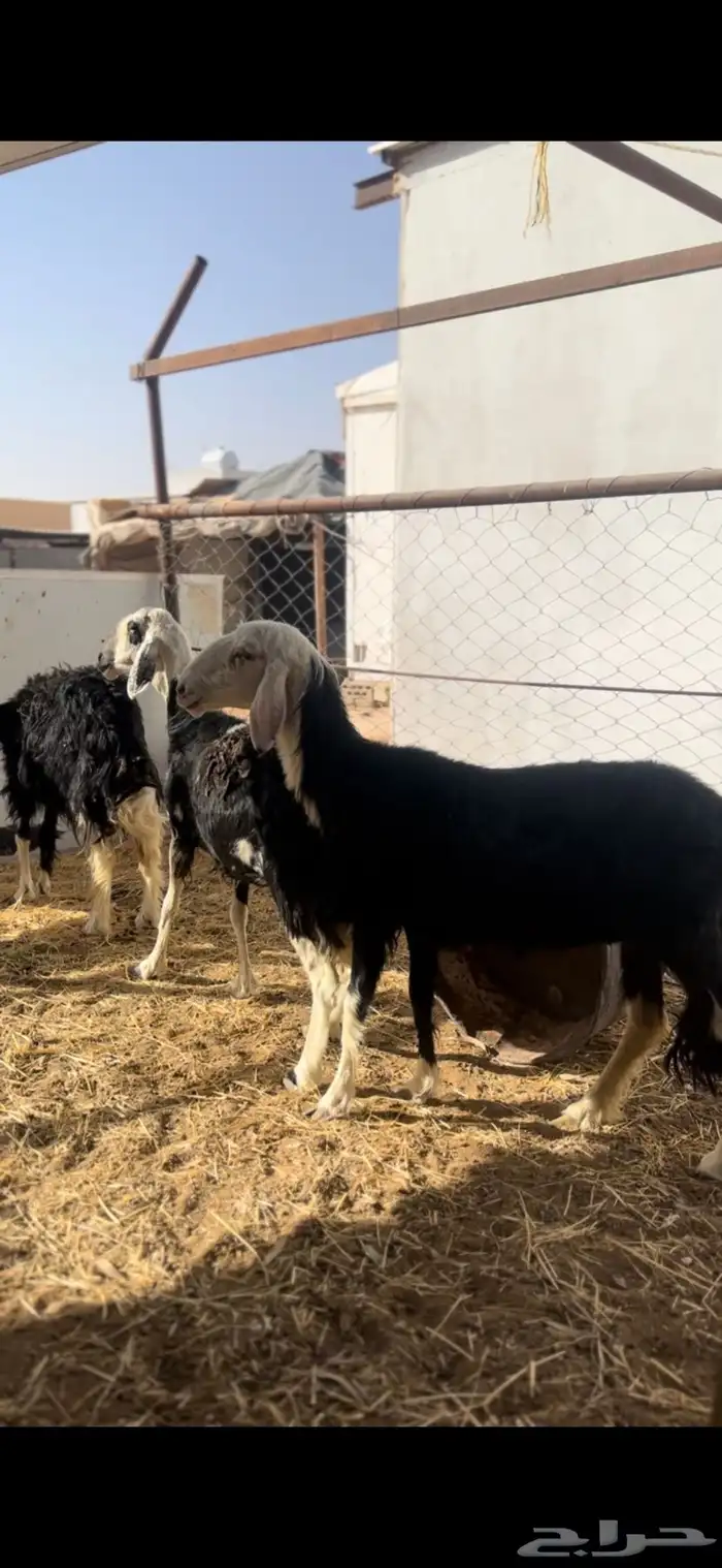 شوهات نجد 1