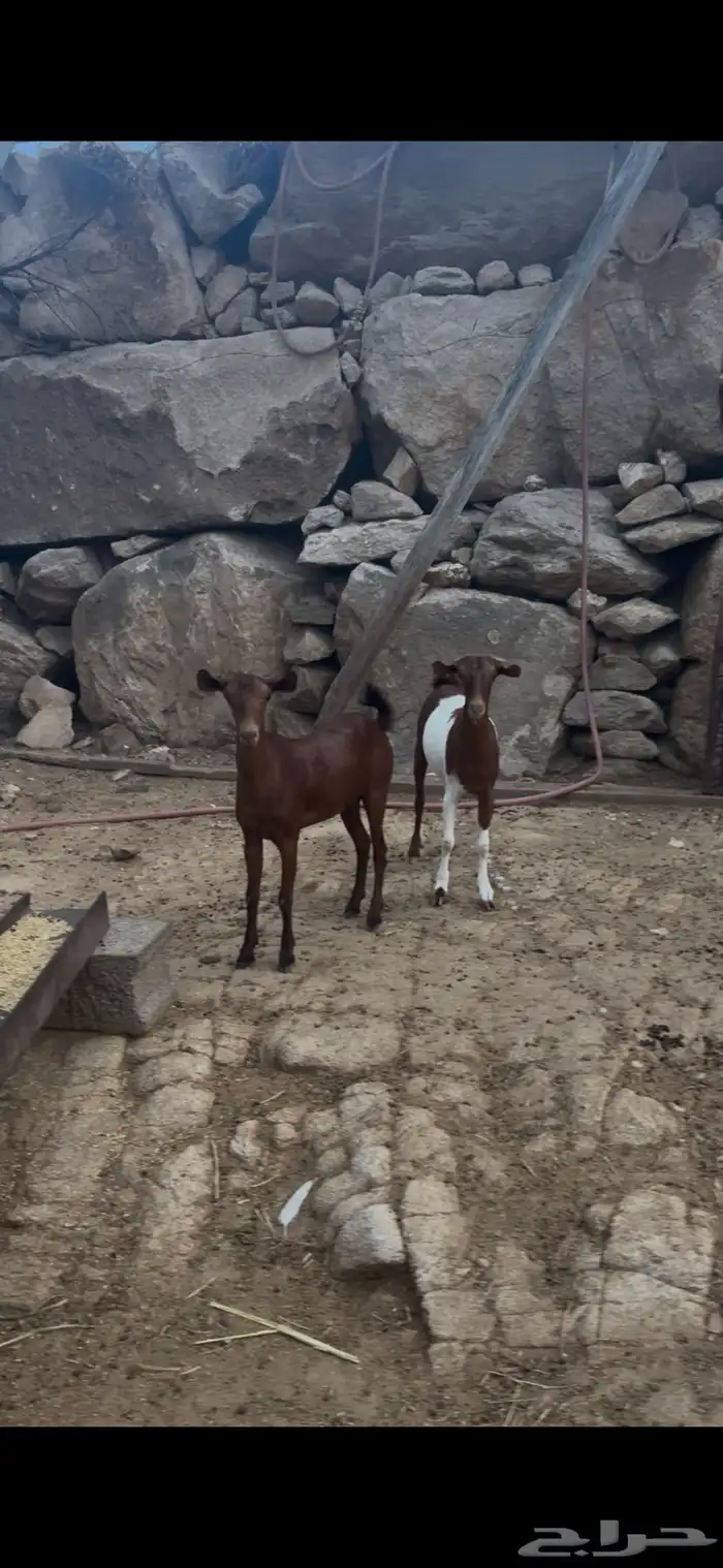 جفار فاخرات 1
