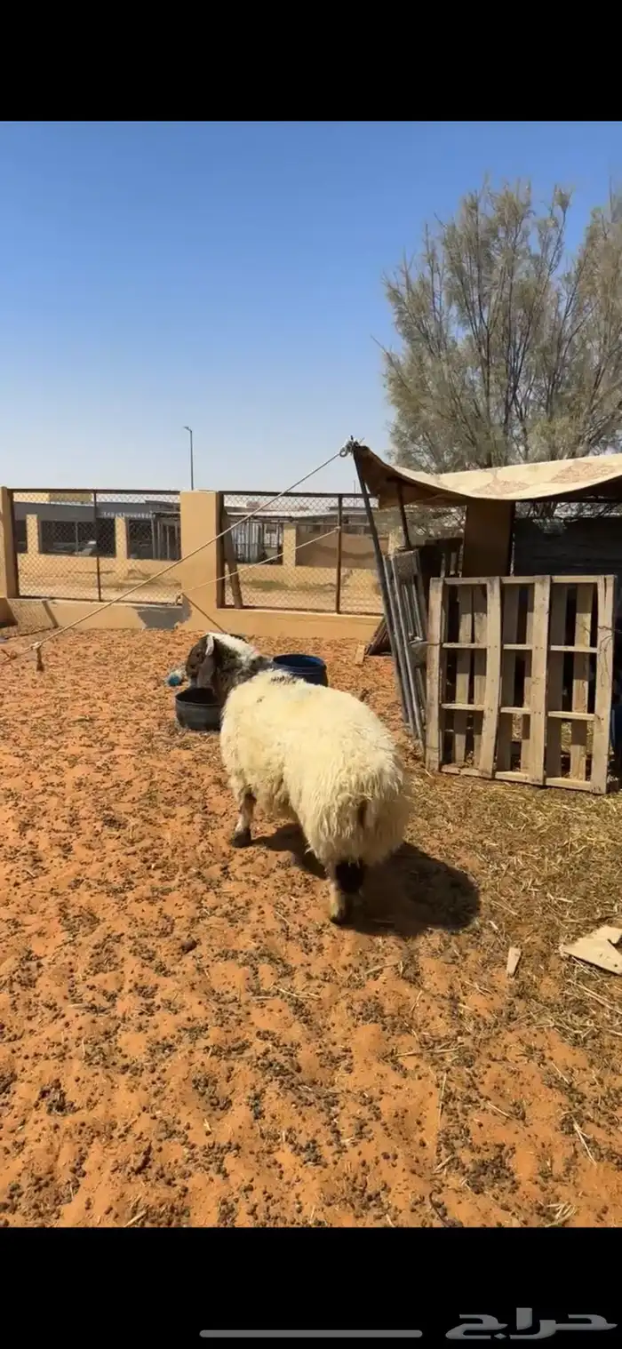 خروف نعيمي 3