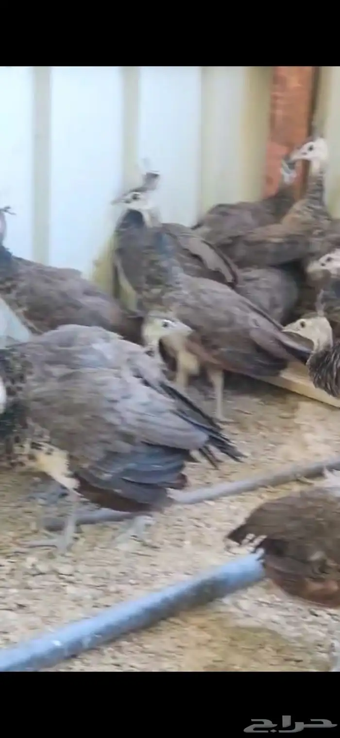 طاووس طاوؤس ازرق 3