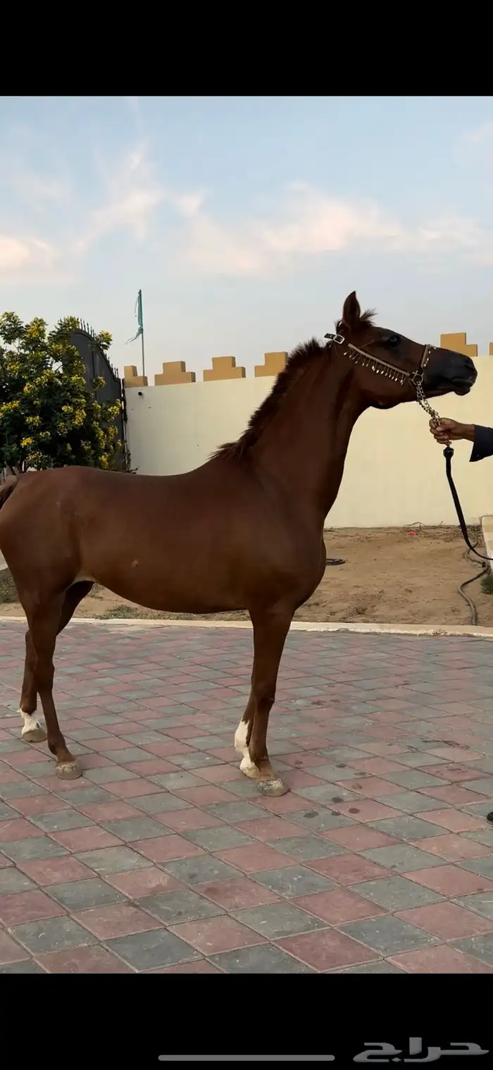 للبيع افراس واهو ومهرات واهو وافراس شعبيه 2