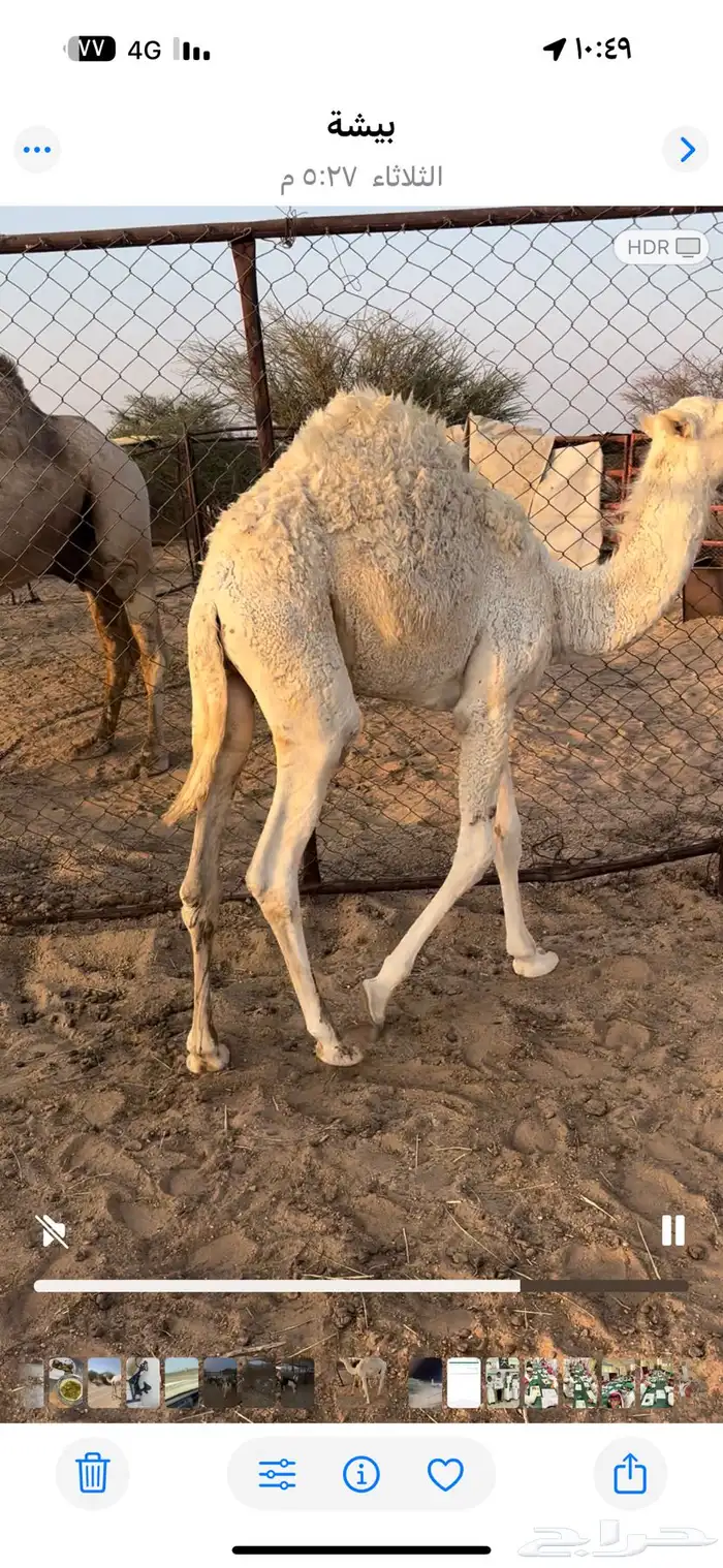 قعدان حشوان 1