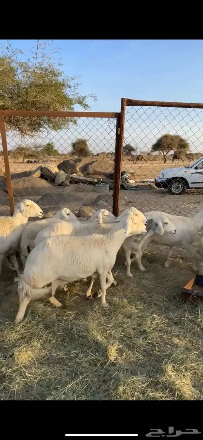 غنم دفع 2