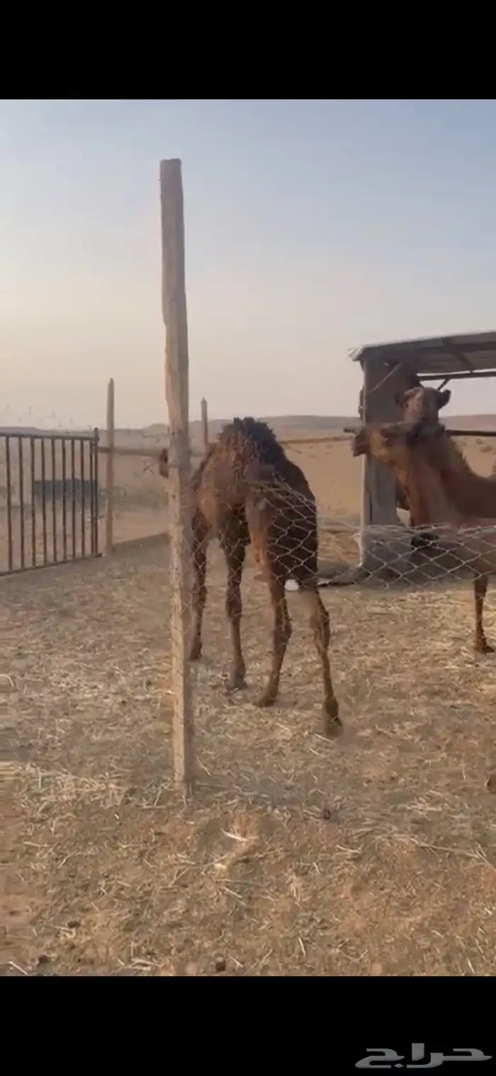 حاشي طيب وسمين لباني 1