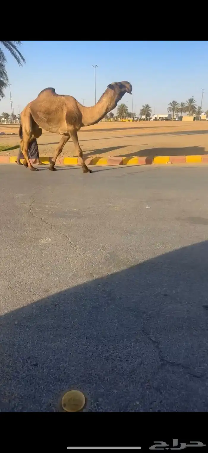 بعير 0