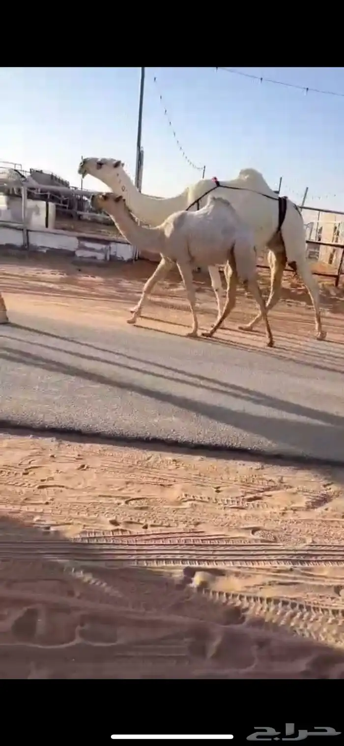عرض نادر عشرا وضحا رمانيه حدرها بكره تماميه 0
