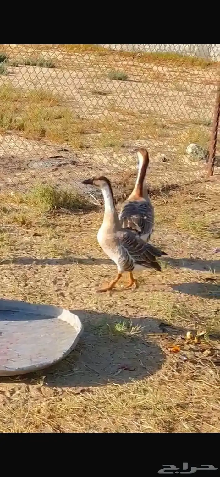 وز عراقي 2