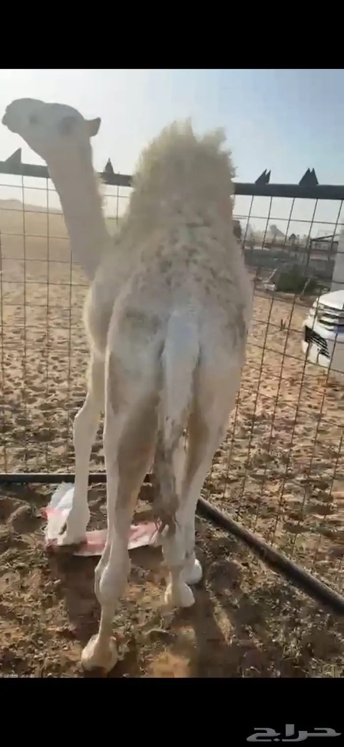 حوار على حليب 1