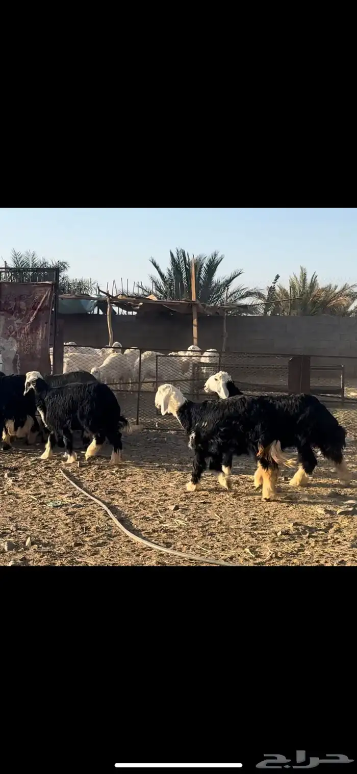 رخال نجد تم البيع 0