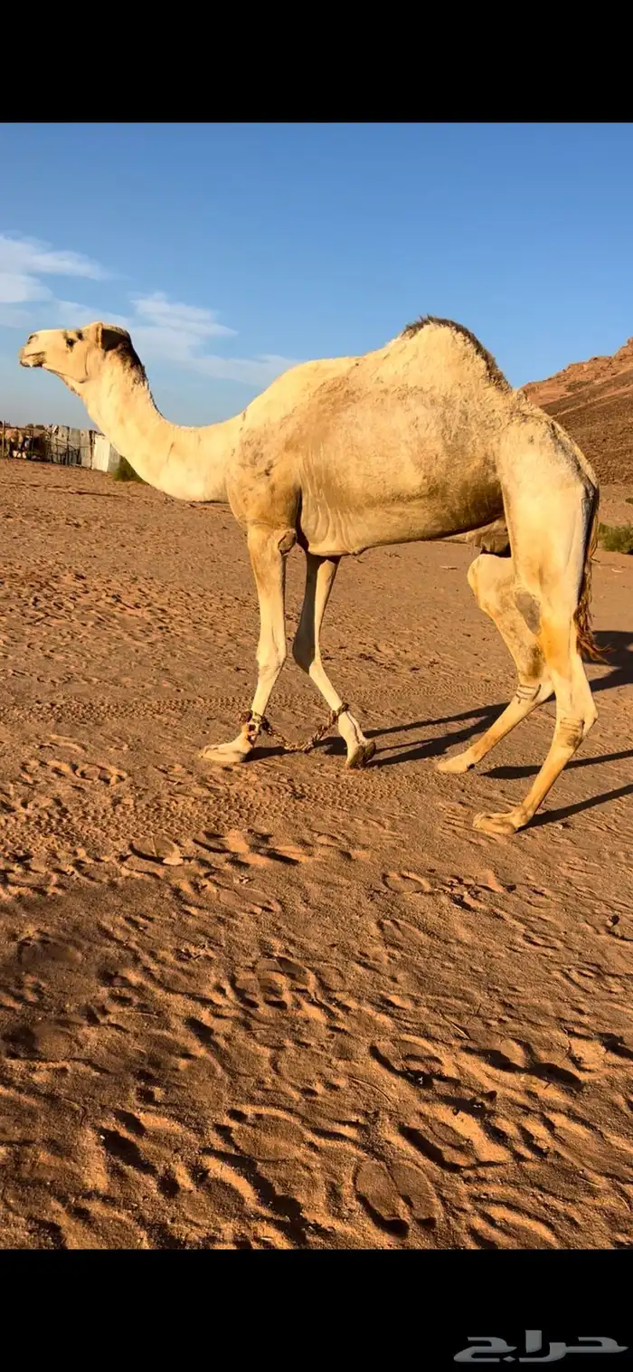 فحل هجن منتج جمل طيب 0