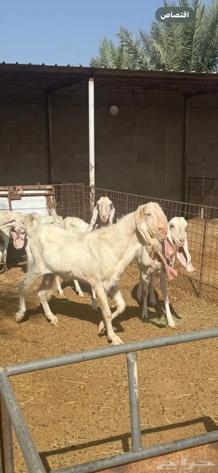 معزا مطوره مشروكه 1