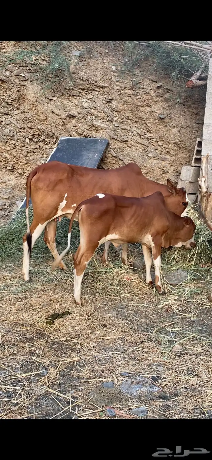 بقره دافع سنها ثنى عليها عجل 0