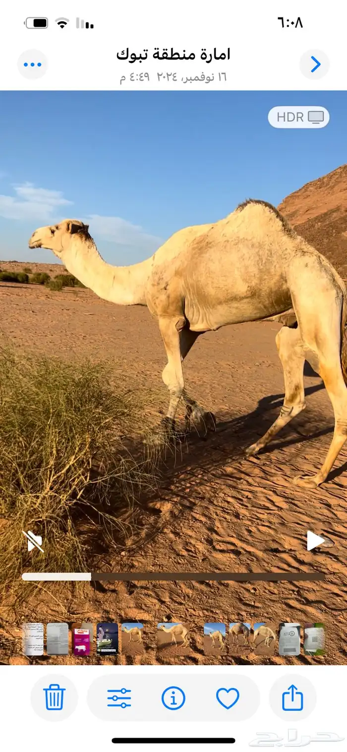 فحل هجن منتج جمل طيب 1
