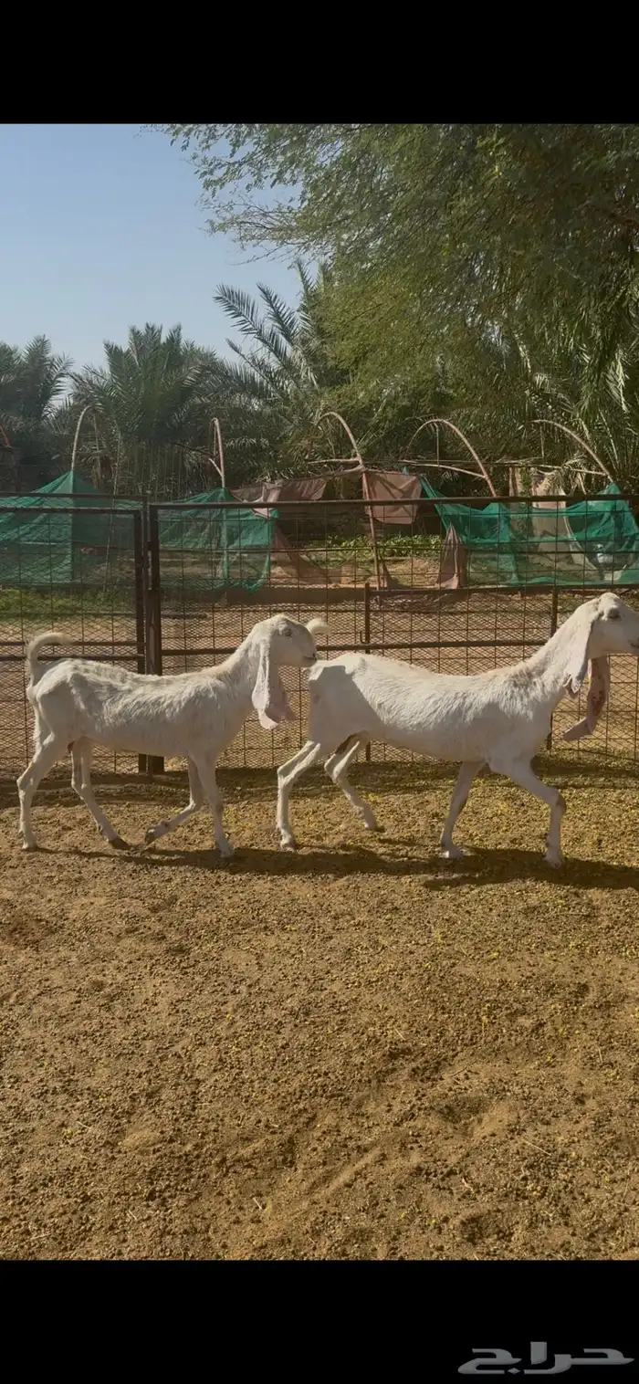 معزا مطوره مشروكه 0