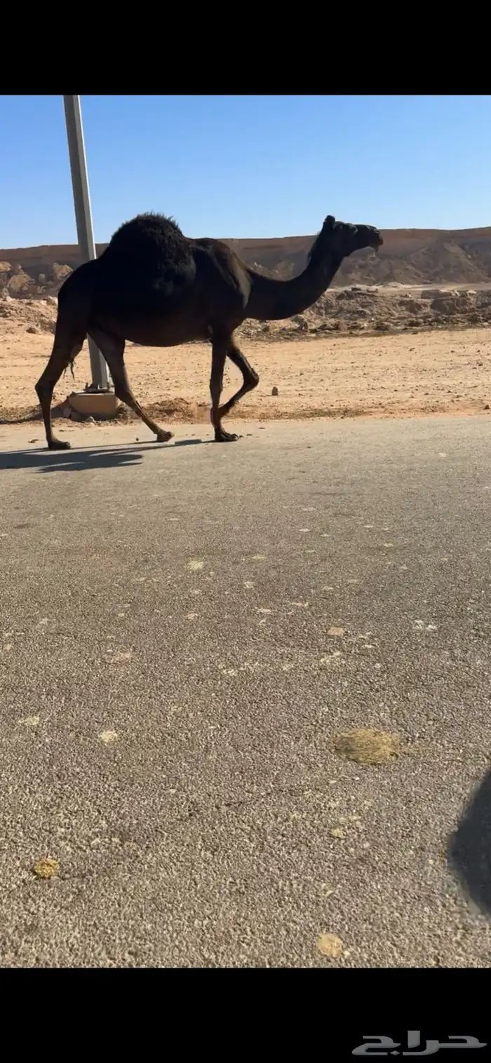 للبيع للقحه مجهم لها في القاح 10 شهور 0