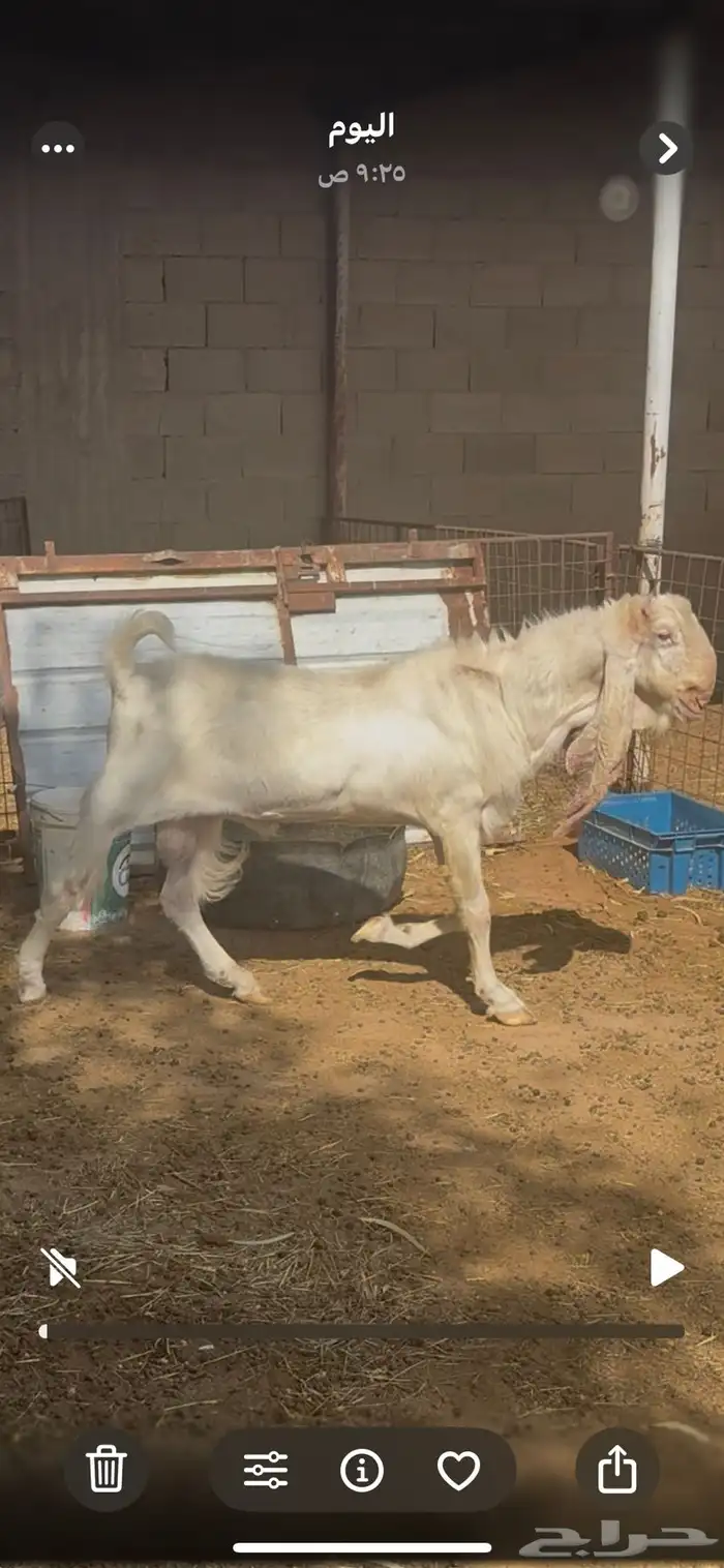 معزا مطوره مشروكه 4