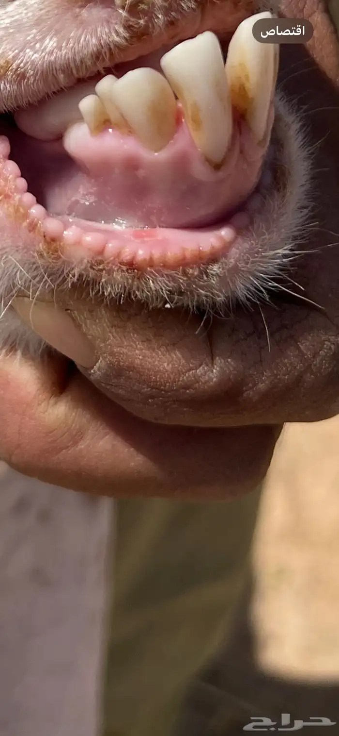 معزا مطوره للبيع 4