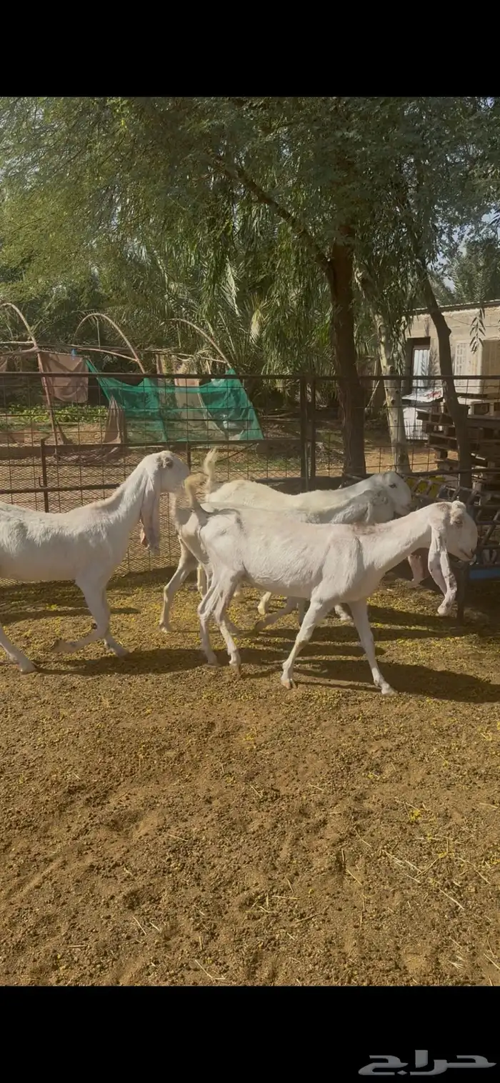 معزا مطوره مشروكه 3