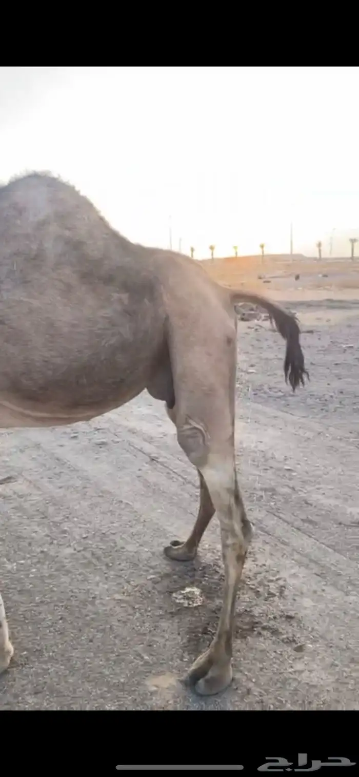 للبيع القحه الساحليه الملاقي منيحه 1