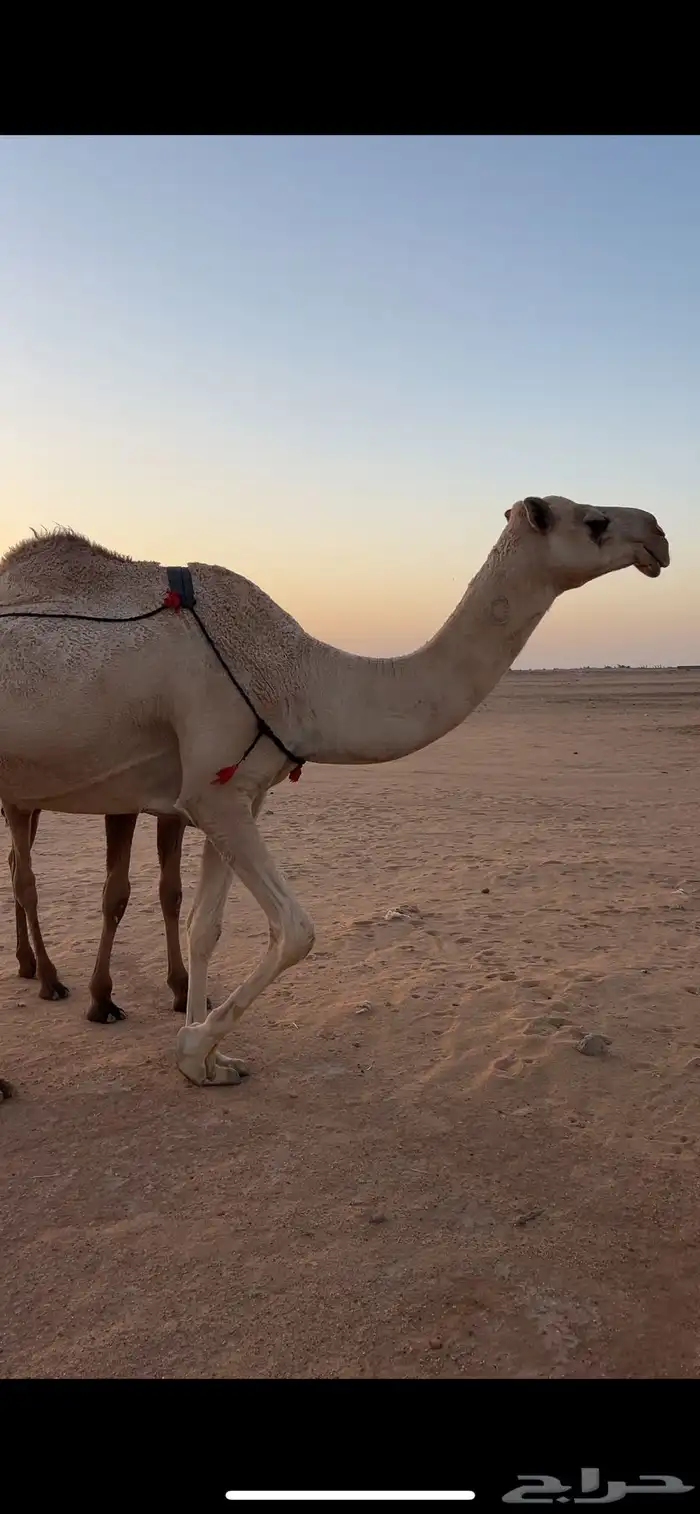 عشرا تحتها قعود 2