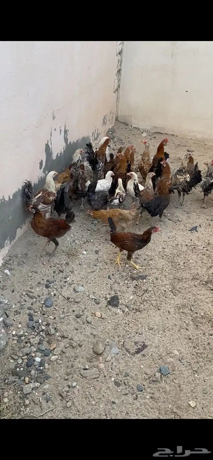 فروخ للبيع الموقع بيشة دجاج 0