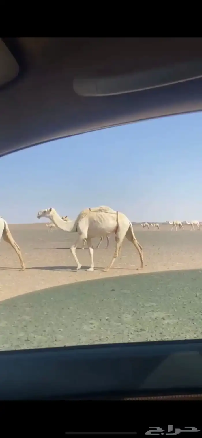 البيع ناقه 2