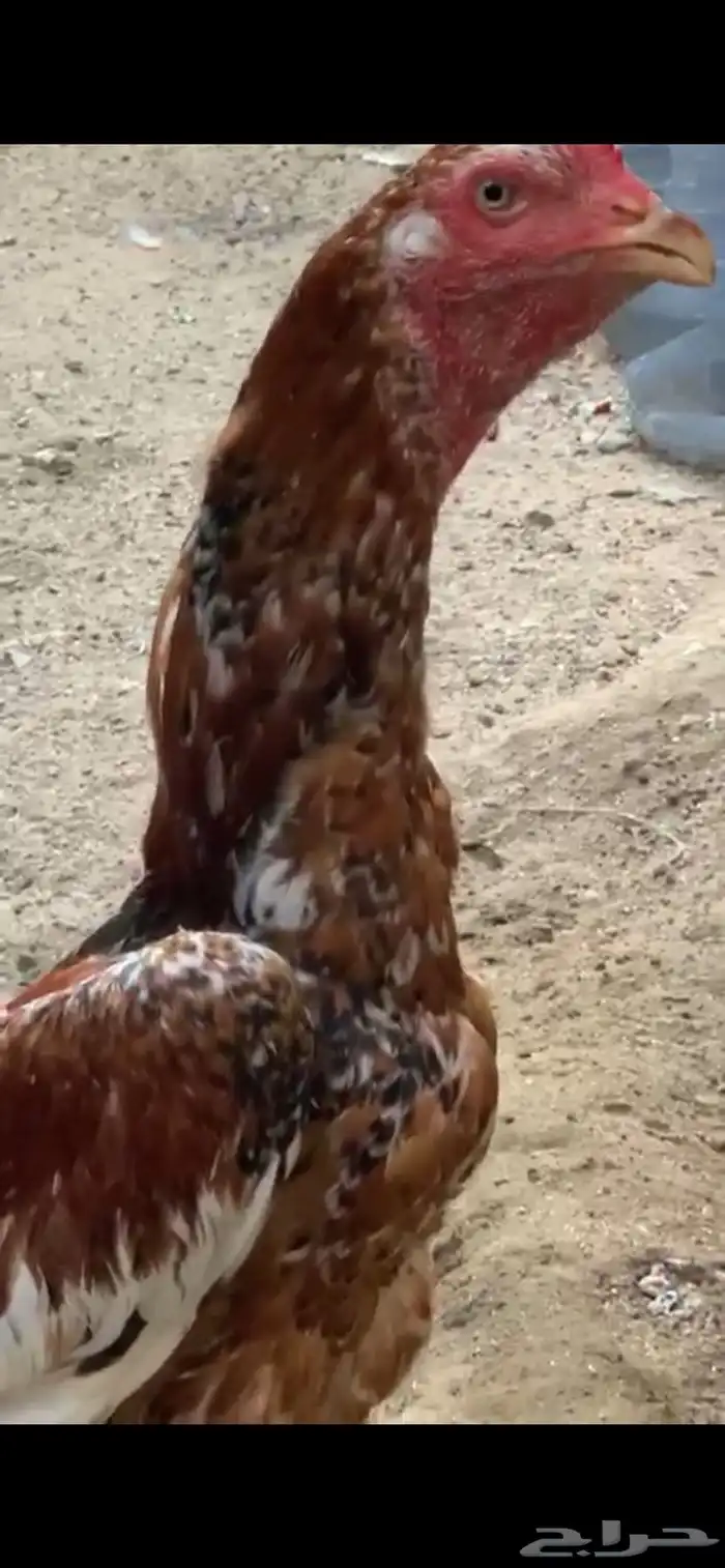 فروخ باكستاني سندي 8