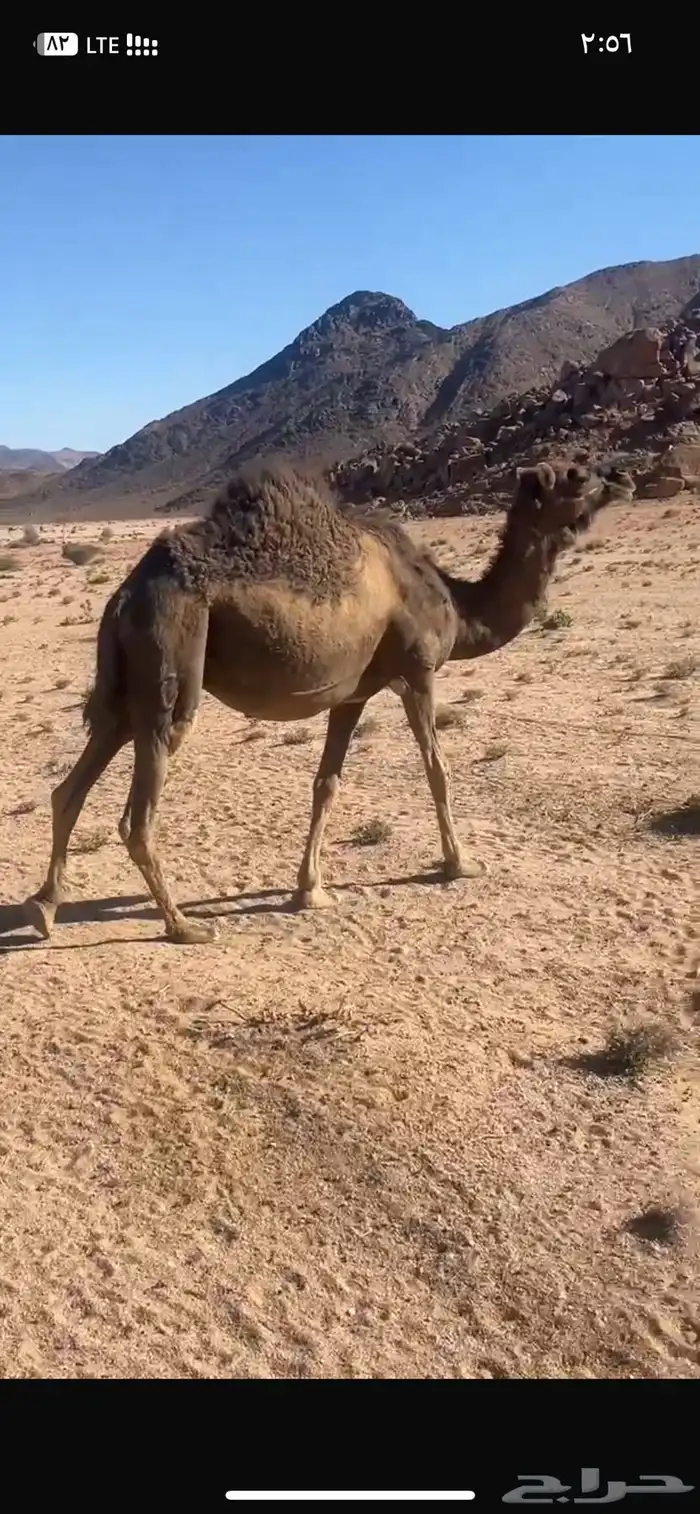 ناقه حمرا حرقانه 1