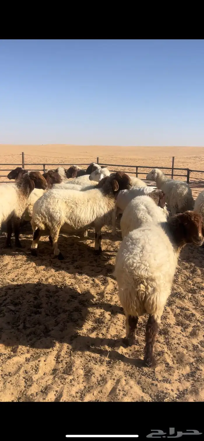 نعيم صنف 3