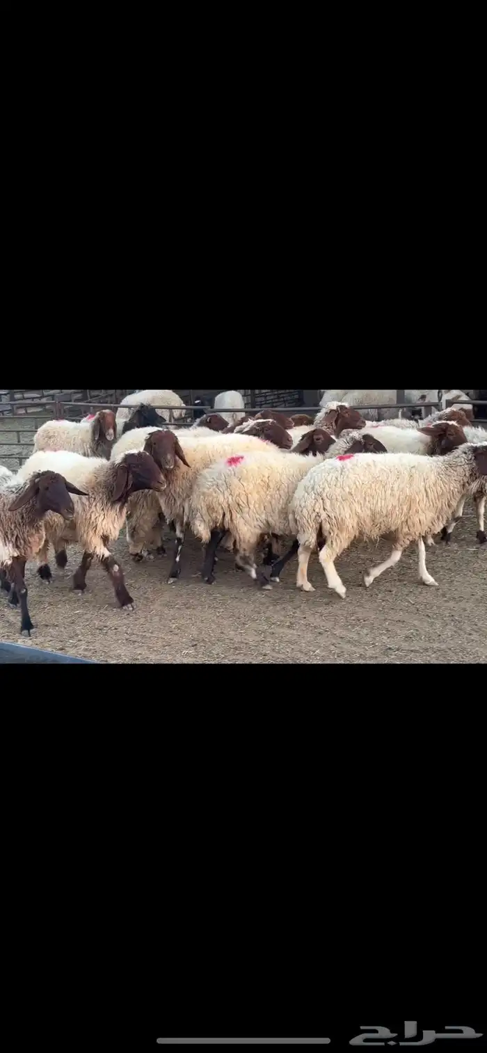 غنم نعيم دفيع 6